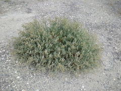 Atriplex verrucifera