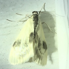 Cliniodes ostreonalis