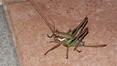 Eupholidoptera
