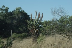 Aloe ferox