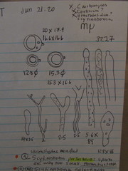 Scytinostroma incrustatum