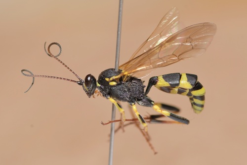 Toothed Tiger Ichneumon