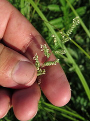 Beckmannia eruciformis