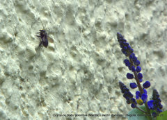 Megachile amparo