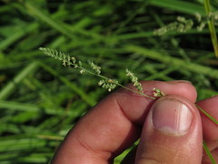Beckmannia eruciformis