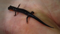 Plethodon jordani