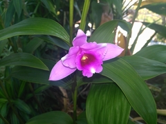 Sobralia decora