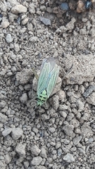 Oncotylus viridiflavus