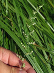 Beckmannia eruciformis