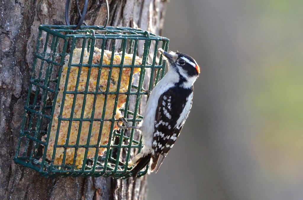 Downy Woodpecker Birds of Pittsburgh Parks) · iNaturalist