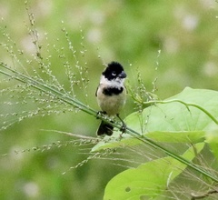 Sporophila morelleti