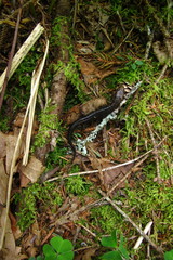 Desmognathus imitator