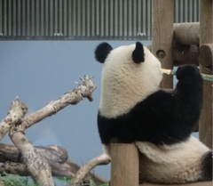 Ailuropoda melanoleuca