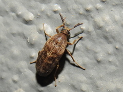 Trigonodera