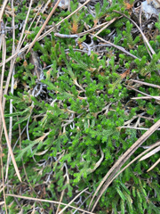 Selaginella wallacei