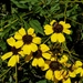 Encelia farinosa radians - Photo (c) Jonah Boyer, some rights reserved (CC BY-NC), uploaded by Jonah Boyer