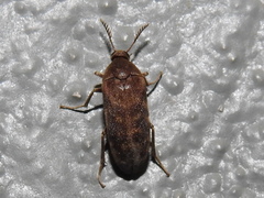 Trigonodera