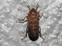 Trigonodera