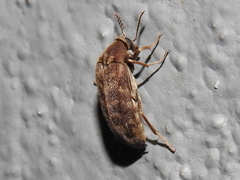 Trigonodera