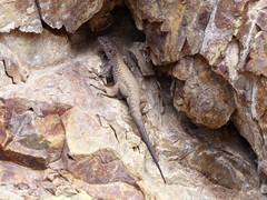 Liolaemus dicktracyi