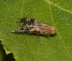 Tephritis conura