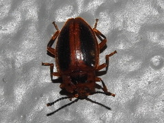 Epipocus cinctus