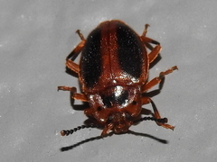 Epipocus cinctus