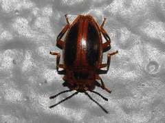 Epipocus cinctus
