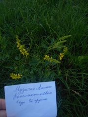 Melilotus officinalis