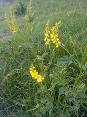 Melilotus officinalis