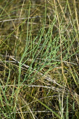 Lygodesmia juncea