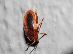 Epipocus cinctus