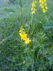 Melilotus officinalis