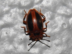 Epipocus cinctus
