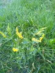 Melilotus officinalis