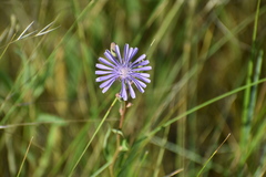 Lactuca tatarica
