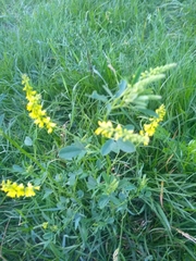 Melilotus officinalis