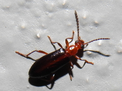 Statira