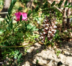 Astragalus micranthus