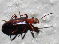 Statira