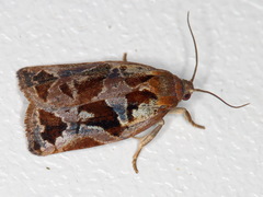 Archips oporana