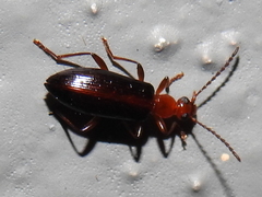 Statira