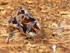Archips oporana