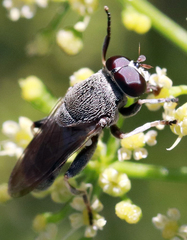 Myolepta aurinota