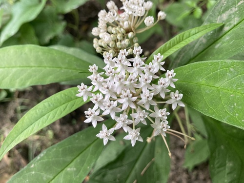 Asclepias perennis