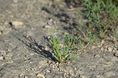 Verbena simplex