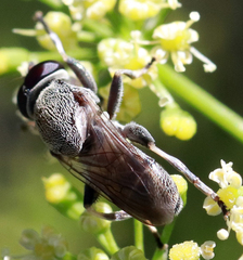 Myolepta aurinota