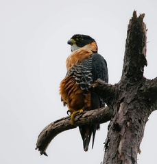 Falco deiroleucus