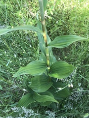 Veratrum californicum