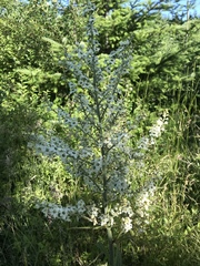 Veratrum californicum